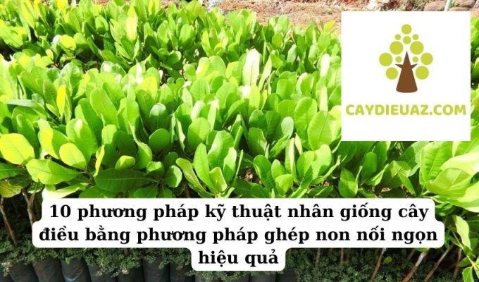 10 phương pháp kỹ thuật nhân giống cây điều bằng phương pháp ghép non nối ngọn hiệu quả