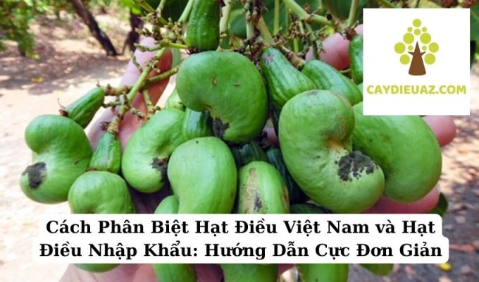 5 Kinh nghiệm quan trọng để chăm sóc cây Điều hiệu quả cho mọi nhà nông