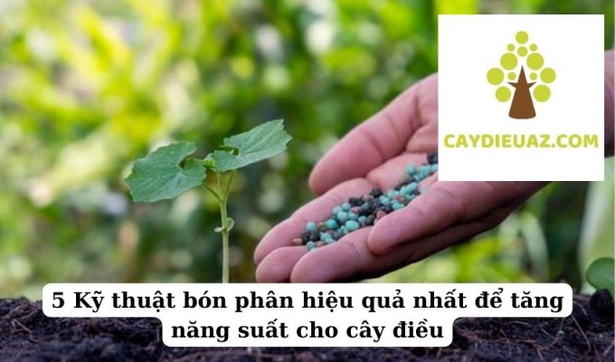 5 Kỹ thuật bón phân hiệu quả nhất để tăng năng suất cho cây điều