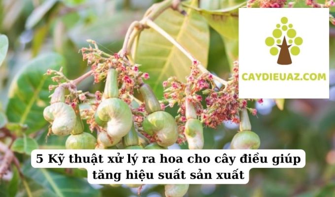 5 Kỹ thuật xử lý ra hoa cho cây điều giúp tăng hiệu suất sản xuất