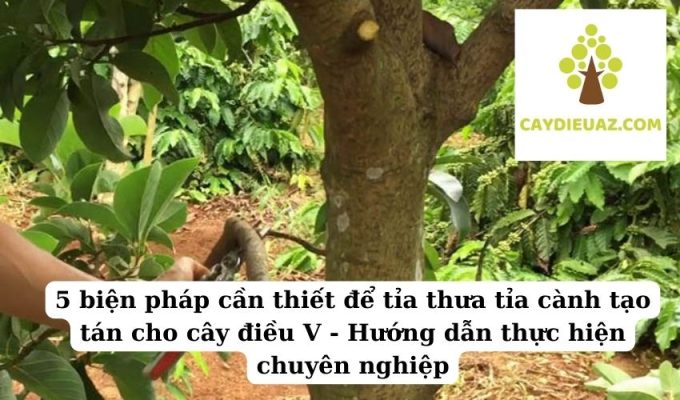 5 biện pháp cần thiết để tỉa thưa tỉa cành tạo tán cho cây điều V - Hướng dẫn thực hiện chuyên nghiệp