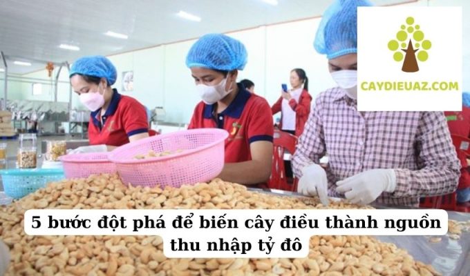 5 bước đột phá để biến cây điều thành nguồn thu nhập tỷ đô