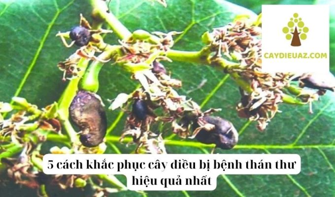 5 cách khắc phục cây điều bị bệnh thán thư hiệu quả nhất