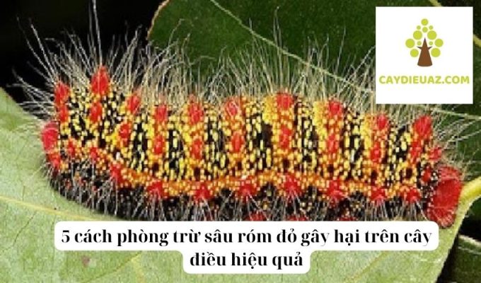 5 cách phòng trừ sâu róm đỏ gây hại trên cây điều hiệu quả