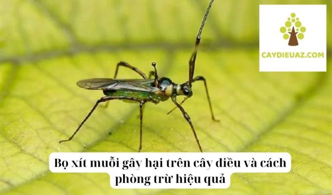 Bọ xít muỗi gây hại trên cây điều và cách phòng trừ hiệu quả