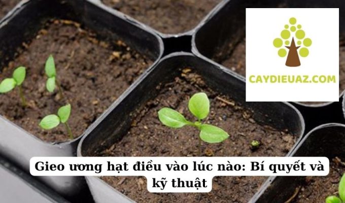 Gieo ương hạt điều vào lúc nào Bí quyết và kỹ thuật