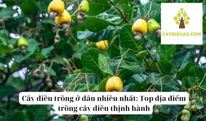 Cây điều trồng ở đâu nhiều nhất Top địa điểm trồng cây điều thịnh hành