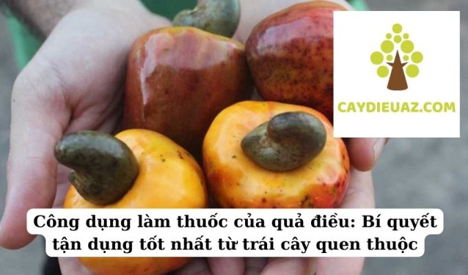 Công dụng làm thuốc của quả điều Bí quyết tận dụng tốt nhất từ trái cây quen thuộc