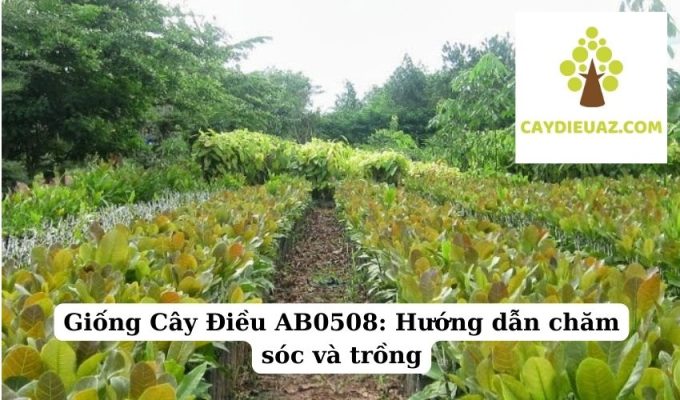 Giống Cây Điều AB0508 Hướng dẫn chăm sóc và trồng