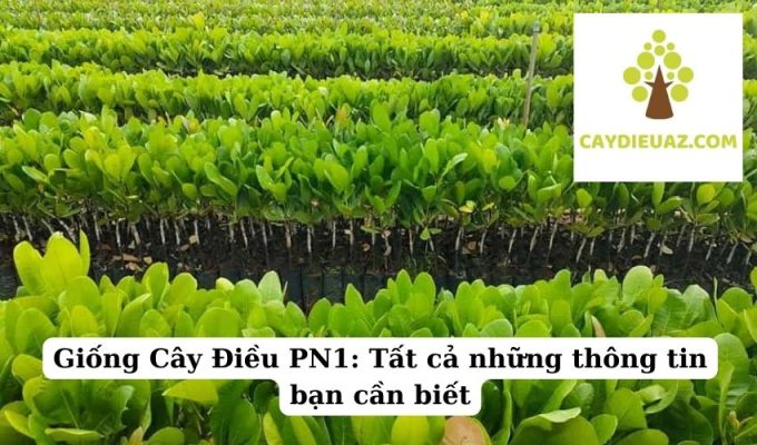 Giống Cây Điều PN1 Tất cả những thông tin bạn cần biết