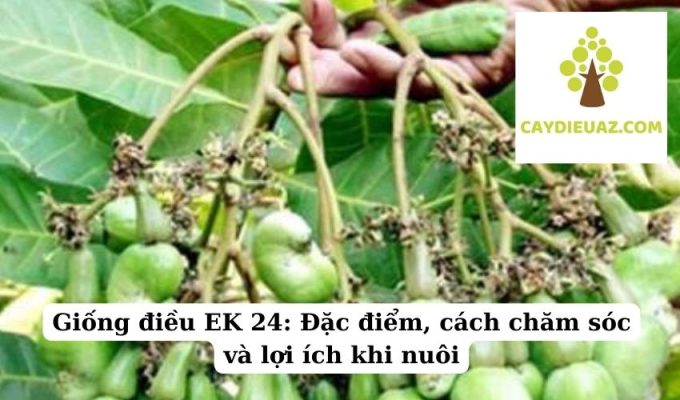 Giống Điều ES 04 Tất cả những gì bạn cần biết về giống cây điều này