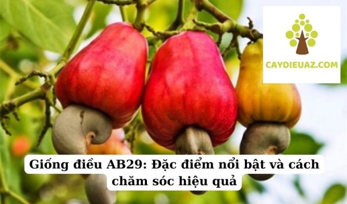 Giống điều AB29 Đặc điểm nổi bật và cách chăm sóc hiệu quả