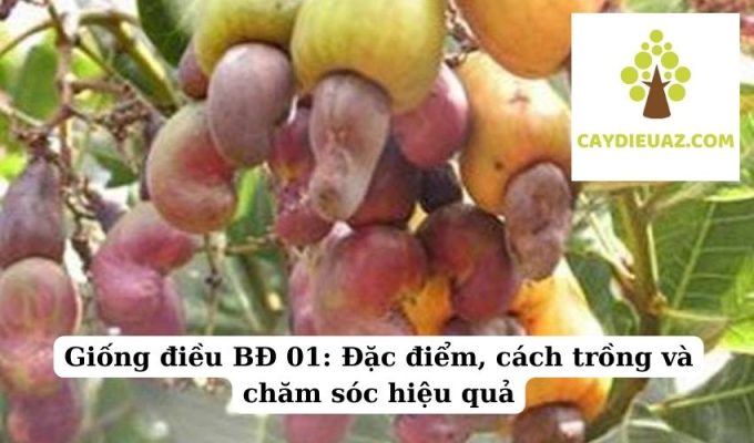 Giống điều BĐ 01 Đặc điểm, cách trồng và chăm sóc hiệu quả