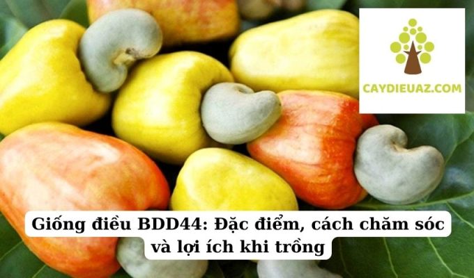 Giống điều BDD44 Đặc điểm, cách chăm sóc và lợi ích khi trồng