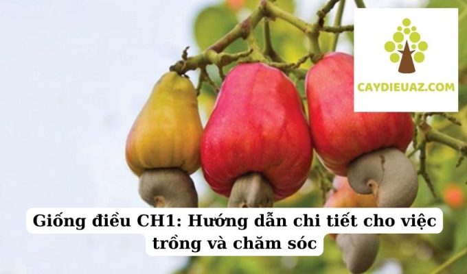 Giống điều CH1 Hướng dẫn chi tiết cho việc trồng và chăm sóc