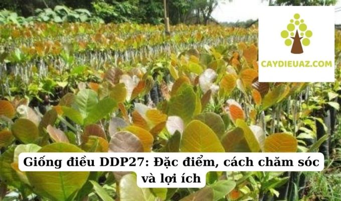 Giống điều DDP27 Đặc điểm, cách chăm sóc và lợi ích