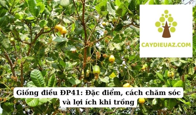 Giống điều ĐP41 Đặc điểm, cách chăm sóc và lợi ích khi trồng