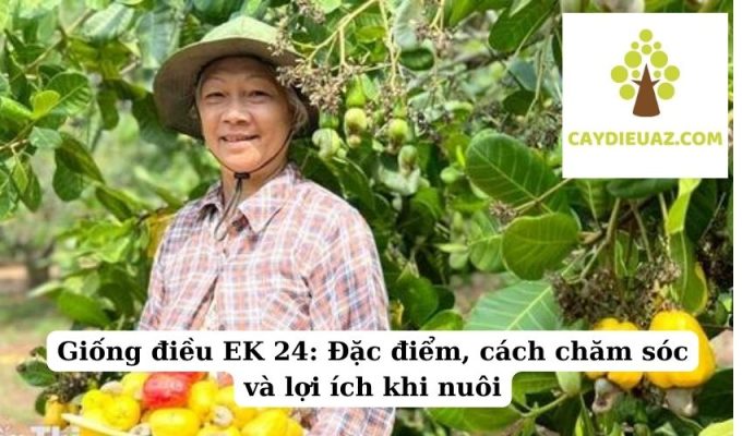 Giống điều EK 24 Đặc điểm, cách chăm sóc và lợi ích khi nuôi