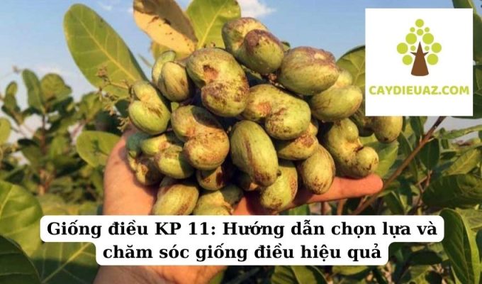 Giống điều KP 11 Hướng dẫn chọn lựa và chăm sóc giống điều hiệu quả