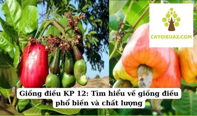 Giống điều KP 12 Tìm hiểu về giống điều phổ biến và chất lượng