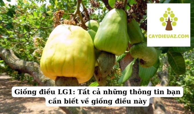 Giống điều LG1: Tất cả những thông tin bạn cần biết về giống điều này