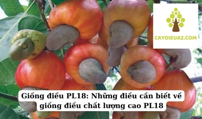 Giống điều PL18 Những điều cần biết về giống điều chất lượng cao PL18