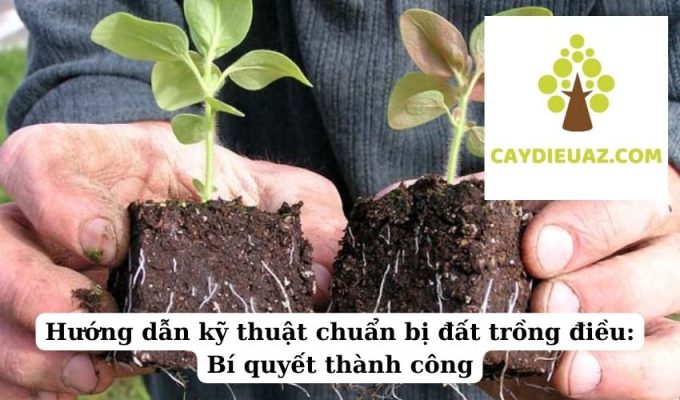 Hướng dẫn kỹ thuật chuẩn bị đất trồng điều Bí quyết thành công