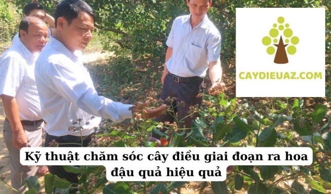 Kỹ thuật chăm sóc cây điều giai đoạn ra hoa đậu quả hiệu quả