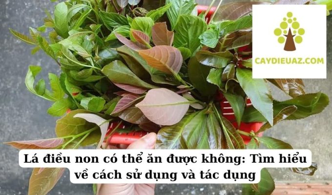 Lá điều non có thể ăn được không Tìm hiểu về cách sử dụng và tác dụng