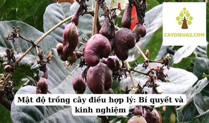 Mật độ trồng cây điều hợp lý Bí quyết và kinh nghiệm