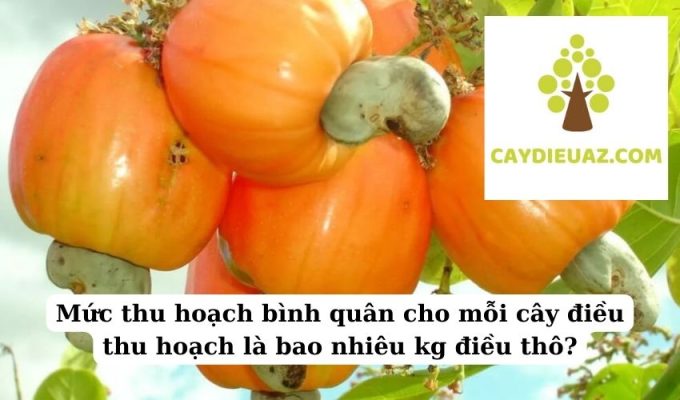 Mức thu hoạch bình quân cho mỗi cây điều thu hoạch là bao nhiêu kg điều thô