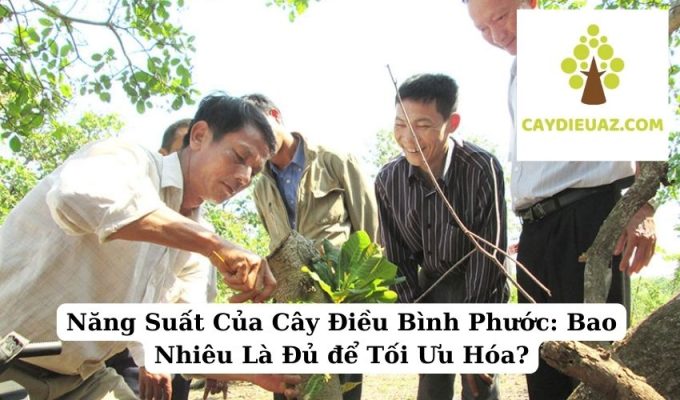 Năng Suất Của Cây Điều Bình Phước Bao Nhiêu Là Đủ để Tối Ưu Hóa