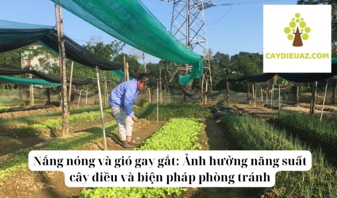 Nắng nóng và gió gay gắt Ảnh hưởng năng suất cây điều và biện pháp phòng tránh