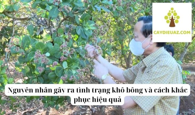 Nguyên nhân gây ra tình trạng khô bông và cách khắc phục hiệu quả