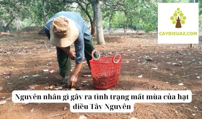 Nguyên nhân gì gây ra tình trạng mất mùa của hạt điều Tây Nguyên