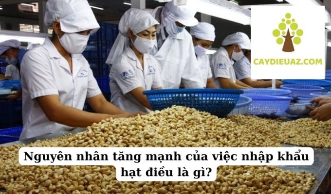 Nguyên nhân tăng mạnh của việc nhập khẩu hạt điều là gì