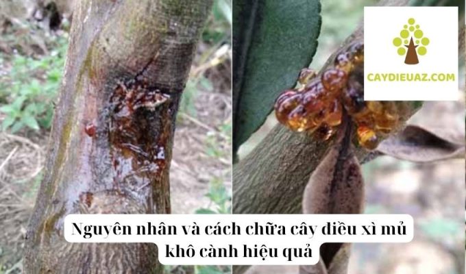 Nguyên nhân và cách chữa cây điều xì mủ khô cành hiệu quả