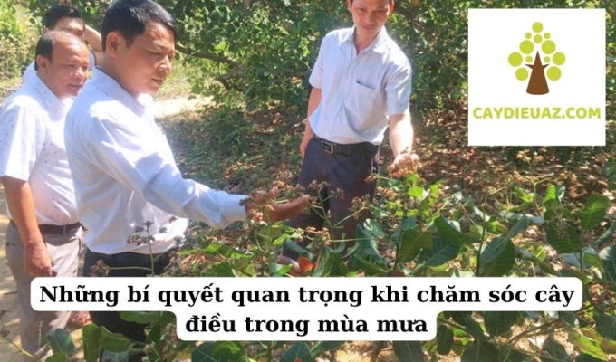 Những bí quyết quan trọng khi chăm sóc cây điều trong mùa mưa