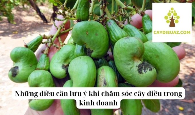 Những điều cần lưu ý khi chăm sóc cây điều trong kinh doanh