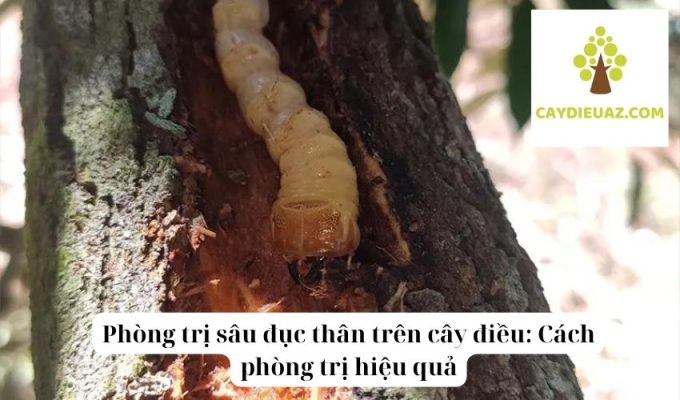 Phòng trị sâu đục thân trên cây điều Cách phòng trị hiệu quả