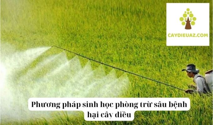 Phương pháp sinh học phòng trừ sâu bệnh hại cây điều