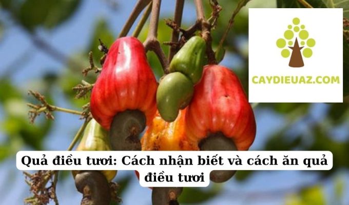 Quả điều tươi Cách nhận biết và cách ăn quả điều tươi