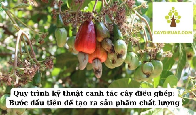 Quy trình kỹ thuật canh tác cây điều ghép Bước đầu tiên để tạo ra sản phẩm chất lượng