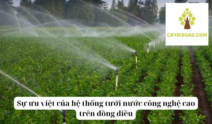 Sự ưu việt của hệ thống tưới nước công nghệ cao trên đồng điều