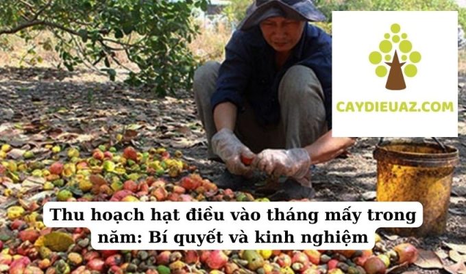 Thu hoạch hạt điều vào tháng mấy trong năm Bí quyết và kinh nghiệm