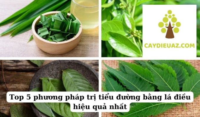 Top 5 phương pháp trị tiểu đường bằng lá điều hiệu quả nhất