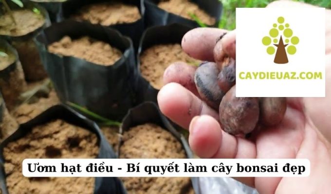 Ươm hạt điều - Bí quyết làm cây bonsai đẹp